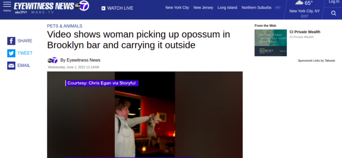 woman-carries-opossum-brooklyn-bar
