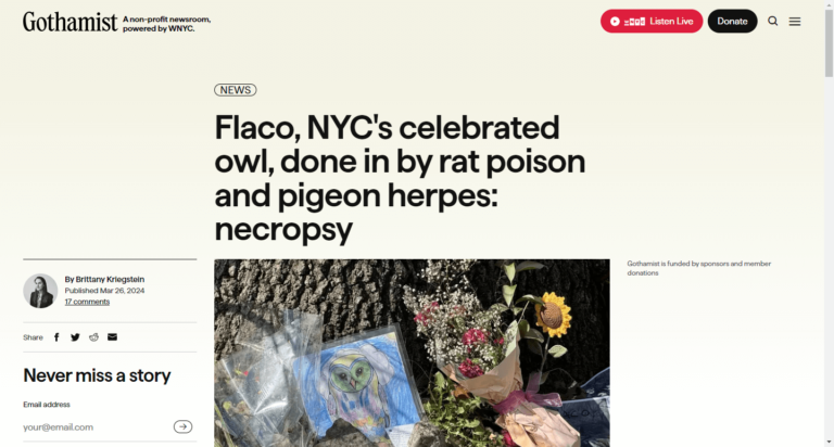 Flaco, NYC’s celebrated owl, done in by rat poison and pigeon herpes: necropsy